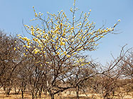 xxx tree