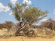 xxx tree