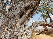 xxx tree