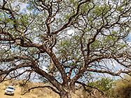 xxx tree