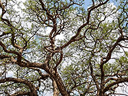 xxx tree