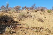 giraffes