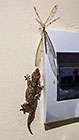 gecko eating insect