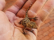 baby gecko on Paul's hand