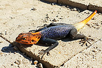 agama lizard
