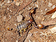 scorpion