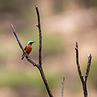 short-toed rock trush bird on dead branch