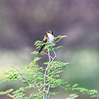 xxx bird on tree