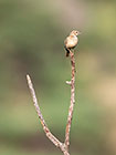 xxx bird on dead branch