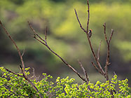 golden-tailed woodpecker bird on dead branch
