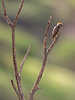 golden-tailed woodpecker bird on dead branch