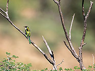 dideric cuckoo bird on dead branch