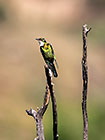 dideric cuckoo bird on dead branch