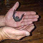 bat in Paul's hands