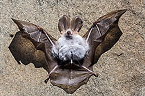 dead bat