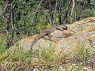 monitor lizard