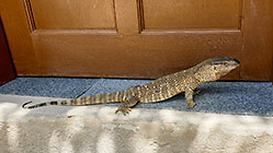 monitor lizard