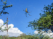 spider
