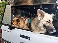 Sheba & Zara dogs in ranger