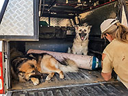 Sheba & Zara dogs in ranger