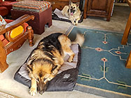 Sheba & Zara dogs