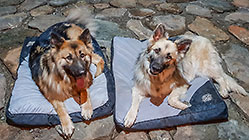 Sheba & Zara dogs