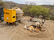 Sheba & Zara dogs