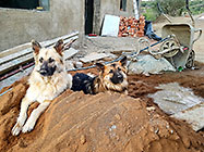 Sheba & Zara dogs