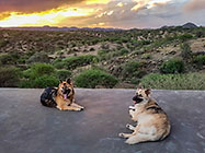 Sheba & Zara dogs on terrasse