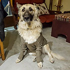 Zara dog with pullover
