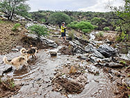 Lisa with Sheba & Zara dogs along flowing river