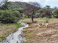 Sheba & Zara dogs running along river