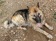 Sheba dog after swim in muddy river
