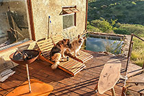 Sheba & Zara dogs laying on long chairs near splash pool