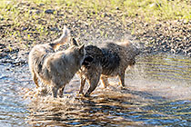 Sheba & Zara dogs playing in river pool