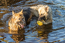 Sheba & Zara dogs playing in river pool