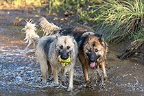 Sheba & Zara dogs playing in river pool