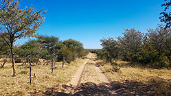 jeep track in the bush