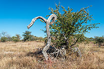 curved dead tree
