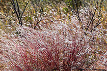 plants with red stems in the bush