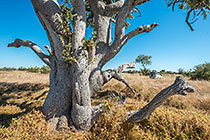 isolated tree