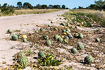 Nama Melons