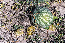 Nama Melons