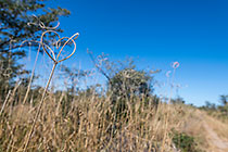high grass with dry fruits
