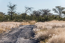 jeep track along dry riverbed