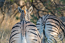 Zebras
