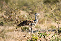Kori Bustard
