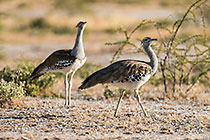 Kori Bustard