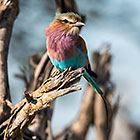 Lilac Breasted Roller