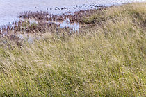 grass along water